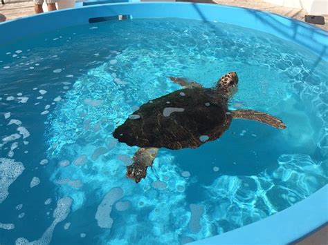 Loggerhead marine center - The Loggerhead Marinelife Center is celebrating a record-breaking turtle nesting season with 25,025 nests. Researchers say this is twice as many green sea turtle nests as 2022. While the milestone ...